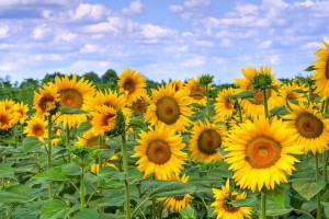 Растительное масло — точка роста.  Как государство помогает экспортёрам?