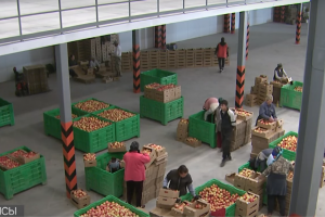 Алматинские яблоки будут поставлять на экспорт